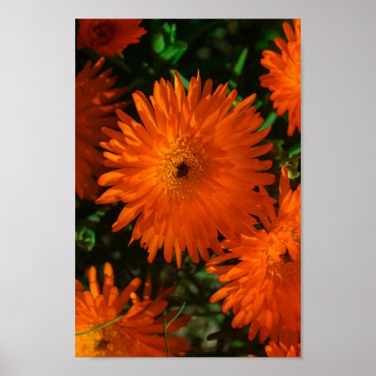 Poster Afrique du Sud Vert Orange Fleurs Succulentes (Devant)