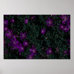 Poster Afrique du Sud Vert pourpre Fleurs Succulentes