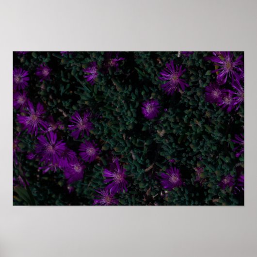 Poster Afrique du Sud Vert pourpre Fleurs Succulentes (Devant)