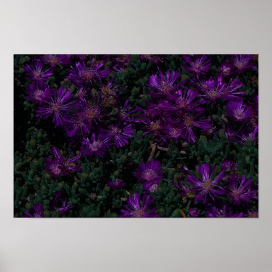 Poster Afrique du Sud Vert pourpre Fleurs Succulentes (Devant)
