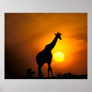 Poster Afrique, Kenya, Masai Mara. Girafe (Giraffa