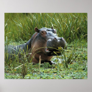 Poster Afrique, Kenya, Masai Mara NR. Une hippopotame mèr