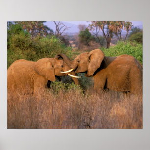 Poster Afrique, Kenya, Samburu. Défi des éléphants