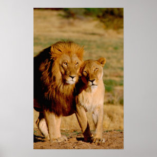 Poster Afrique, Namibie, Okonjima. Lion & lionne