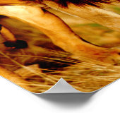 Poster Afrique, Namibie, Okonjima. Lion mâle solitaire. (Coin)