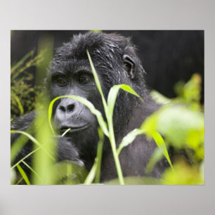 Poster Afrique, Ouganda, Bwindi impénétrable National