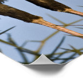 Poster Afrique. Tanzanie. Secrétaire Birds à Ndutu à (Coin)