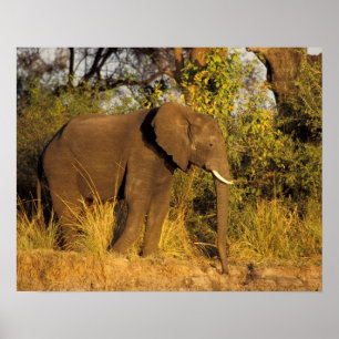 Poster Afrique, Zimbabwe, Parc national des chutes Victor