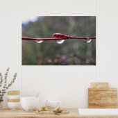 Poster After the Rain (Cuisine)