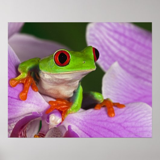Poster Agalychnis callidryas. (Devant)