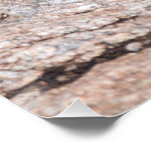 Poster Agama commun (Coin)