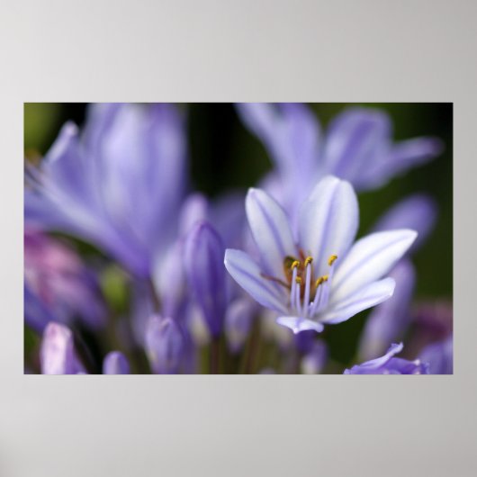 Poster Agapanthus Africanus (Devant)