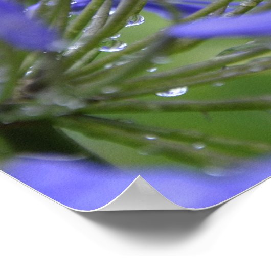 Poster Agapanthus praecox, communément appelé (Coin)