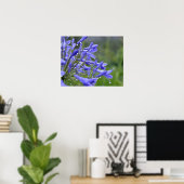 Poster Agapanthus praecox, communément appelé (Bureau à domicile)