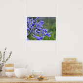 Poster Agapanthus praecox, communément appelé (Cuisine)