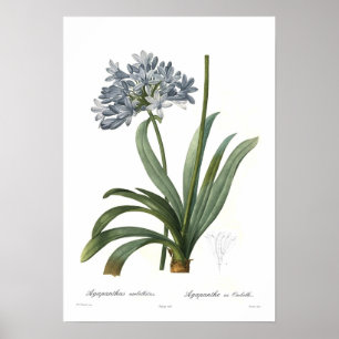 Poster Agapanthus umbellatus
