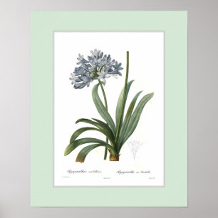 Poster Agapanthus umbellatus, Bordure personnalisée
