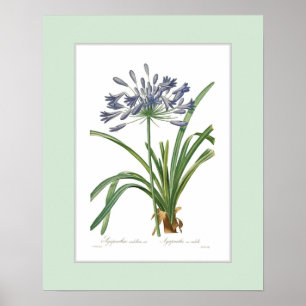 Poster Agapanthus umbellatus, Bordure personnalisée