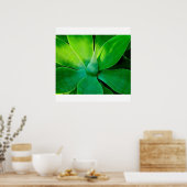 Poster Agave (Cuisine)