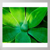 Poster Agave (Devant)