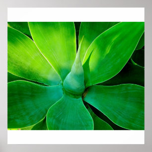 Poster Agave