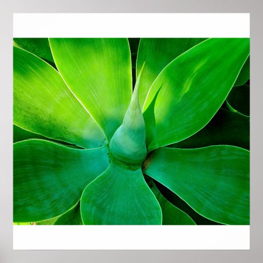 Poster Agave (Devant)
