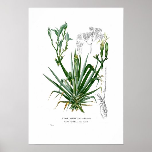 Poster Agave (Devant)