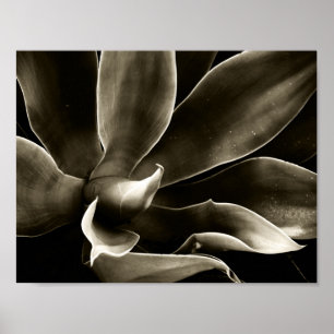 Poster Agave Attenuata à Sepia