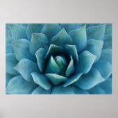 Poster Agave bleue (Devant)