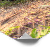 Poster Agave bleue (Coin)