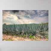 Poster Agave bleue (Devant)