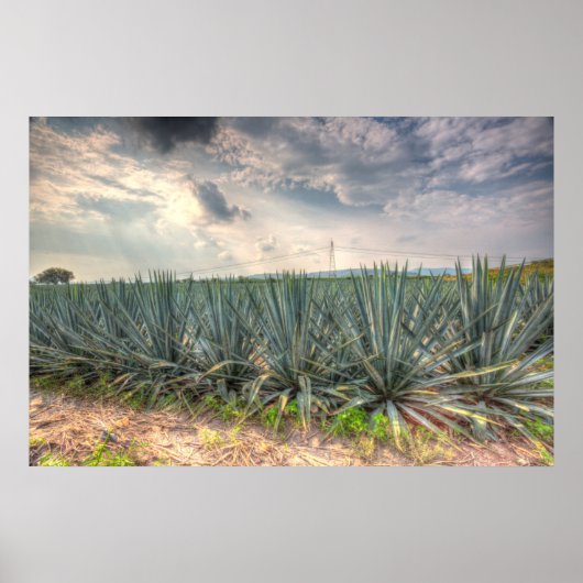 Poster Agave bleue (Devant)