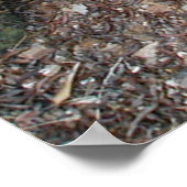 Poster Agave de Coues ~Impression~ (Coin)