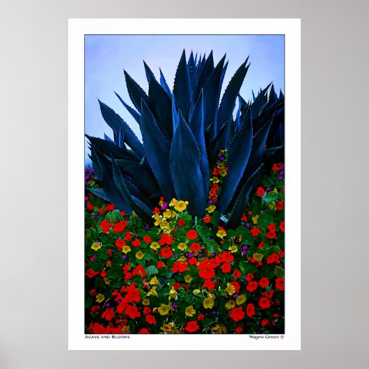 Poster AGAVE et BLOOMS - CÔTE CALIFORNIENNE (Devant)