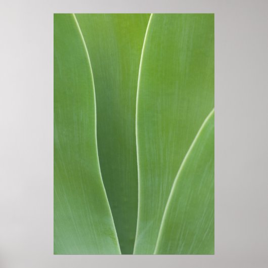 Poster Agave Plant Close Up (Devant)