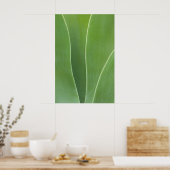 Poster Agave Plant Close Up (Cuisine)