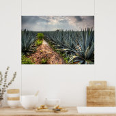 Poster Agave Tequilana (Cuisine)