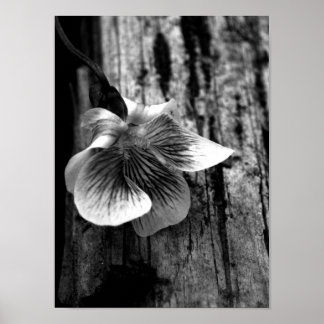 Poster Âge d'innocence