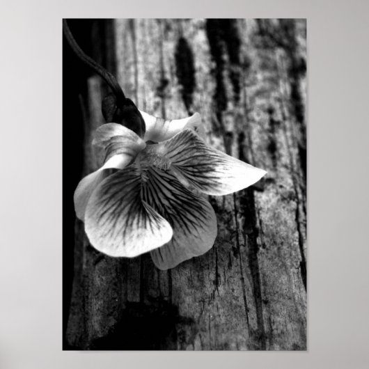 Poster Âge d'innocence (Devant)