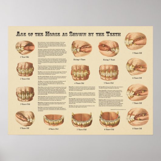 Poster Âge du cheval montré par la carte des dents (Devant)