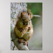 Poster Agile Brown Squirrel in Alberta (Devant)