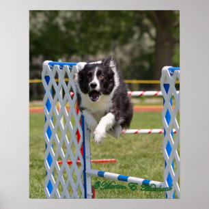 Poster Agilité border collie