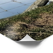 POSTER AGNEAU CUIT (Coin)