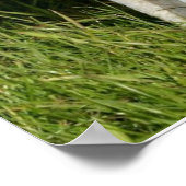 Poster Agneau curieux (Coin)