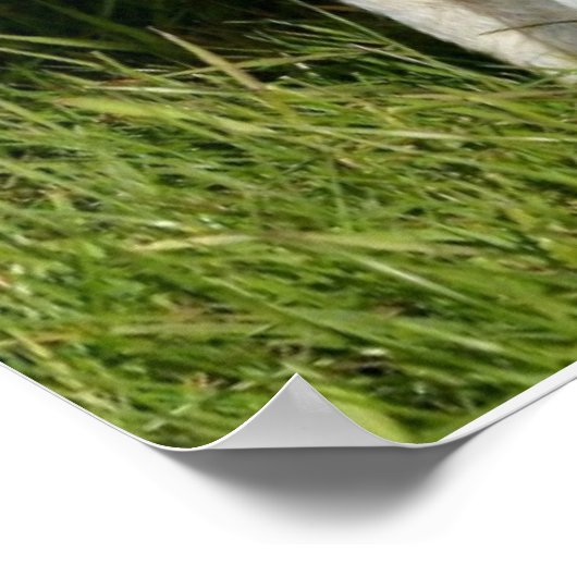 Poster Agneau curieux (Coin)