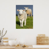 Poster Agneau curieux (Cuisine)