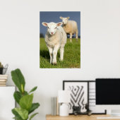 Poster Agneau curieux (Bureau à domicile)