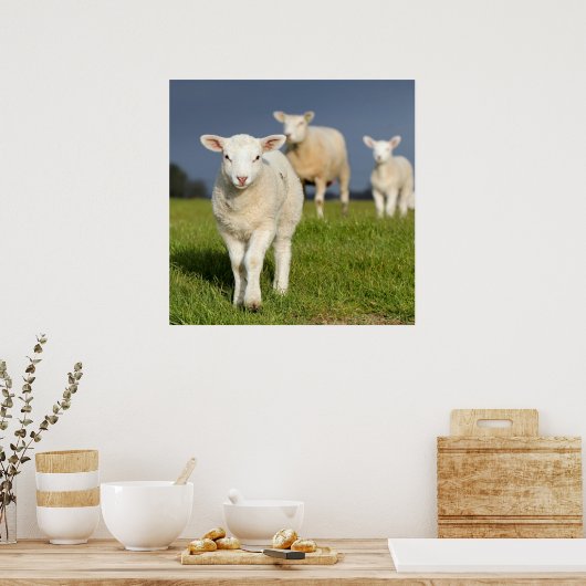 Poster Agneau curieux (Cuisine)