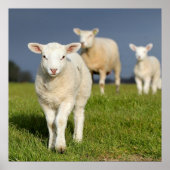 Poster Agneau curieux (Devant)