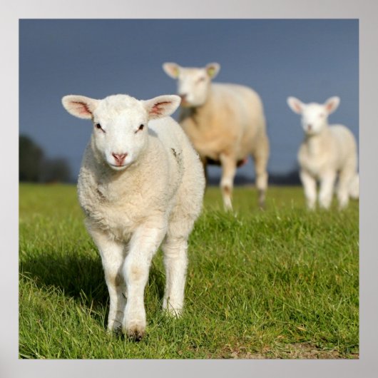 Poster Agneau curieux (Devant)